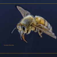 European Honey Bee - Neal Thompson
